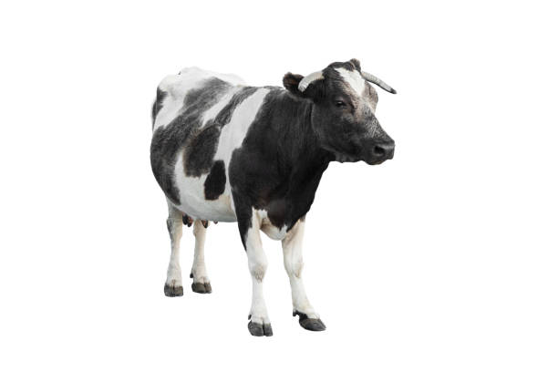 istock black - white cow isolated on a white 1200263198