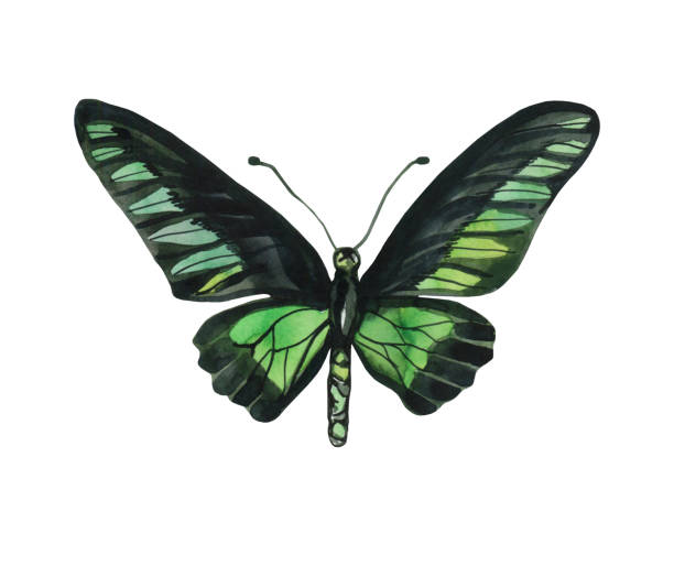 istock Watercolor green butterfly on a white background, isolated object. Insects, wildlife. The wings are wide open, green and black. 1200264327