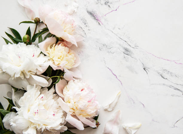 istock Pink peonies on a marble background 1200275455