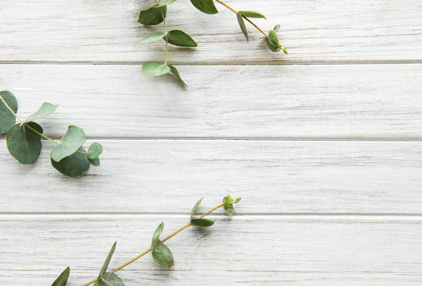 branches d'eucalyptus sur la table en bois - eucalyptus wood photos et images de collection