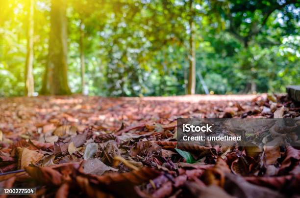 Green Jungle With Dead Leaves On The Ground View Stock Photo - Download  Image Now - Dead, Leaf, Abstract - iStock