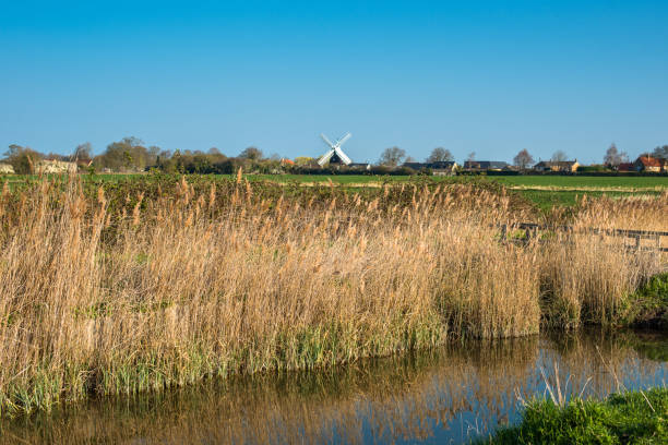 Reed beds in early morning Reed beds in early morning on Wicken Fen Nature reserve, with Wicken village and Windmill to the rear. Cambridgeshire, England, UK. cambridgeshire stock pictures, royalty-free photos & images