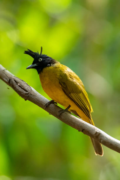 istock Black-crested Bulbul perching on liana with blur trees background 1200280345