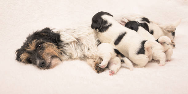 chiots 3 semaines.  purebred très minuscule jack russell terrier bébés chiens avec sa mère. les chiots nouveau-nés boivent à la chienne - bitch photos et images de collection