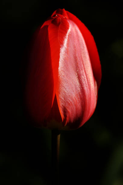 istock An opening bud of a red Dutch tulip 1200281689