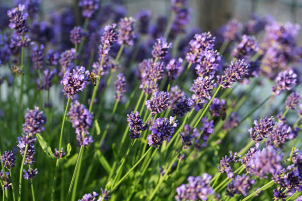 istock Garden with the flourishing lavender 1200283713