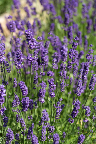 istock Garden with the flourishing lavender 1200283715