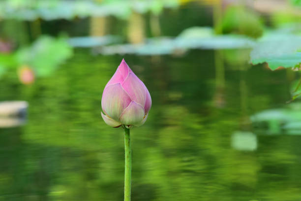 istock Pink color lotus 1200283759