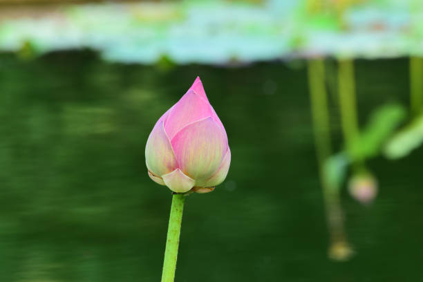 istock Lotus in thailand 1200283908