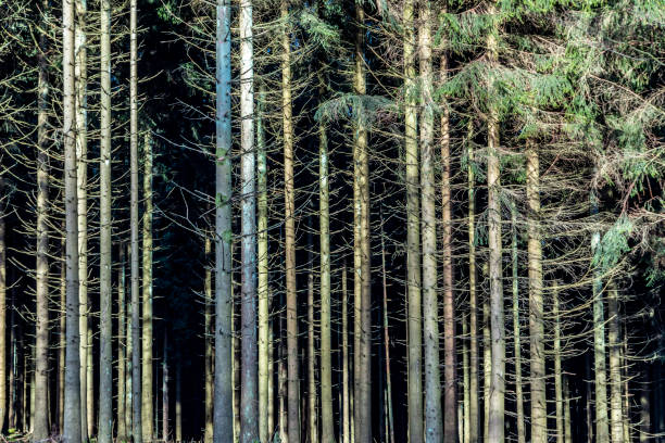 fir forest in the Taunus area at mountain Feldberg in Germany