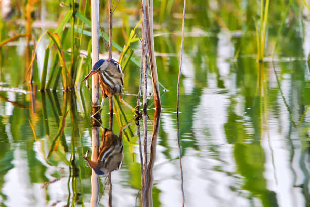 ixobrychus 島魚、水鳥、希少な鳥、長いくちばしを持つ鳥を求めて - waterbirds ストックフォトと画像