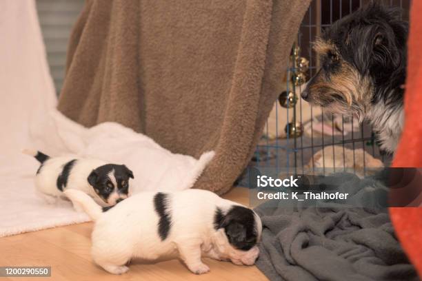 새끼 3 주 순종 신생아 아주 작은 잭 러셀 테리어 강아지 와 그녀의 암캐 귀여운 작은 강아지 오줌 누는 에 이 바닥 0명에 ...