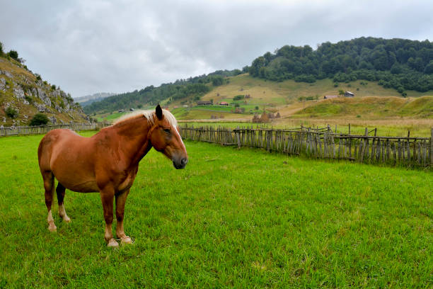 istock hourses at the meadow with green grass 1200292075