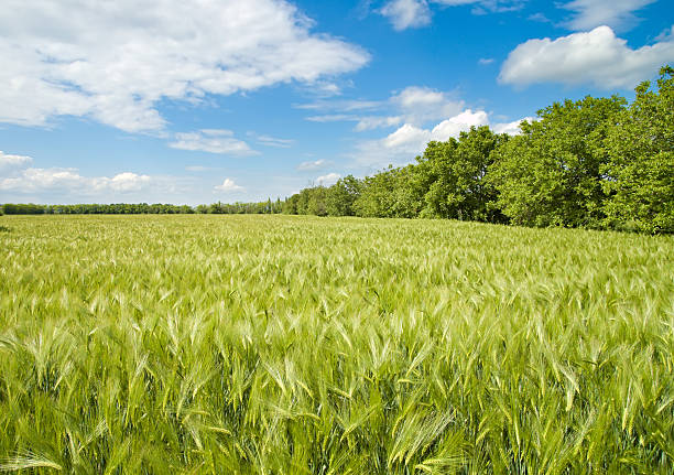 istock green wheat near wood 120029233