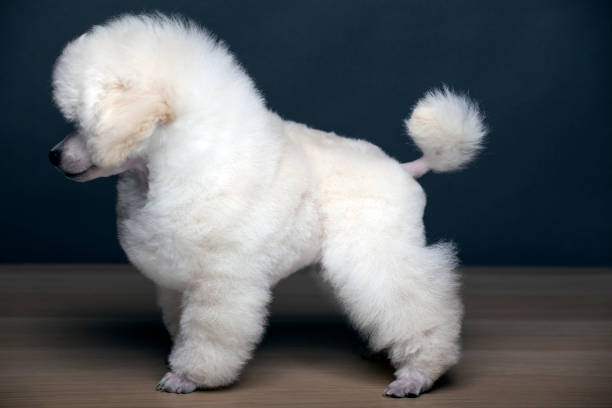 istock dog portrait table dark background 1200293307