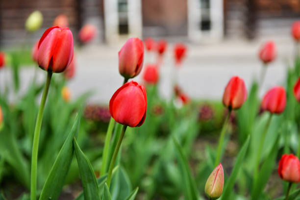 istock colorful tulips flowers blooming in a garden - Image 1200294152