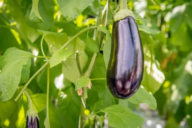 Photo of Purple fruit of an eggplant from close