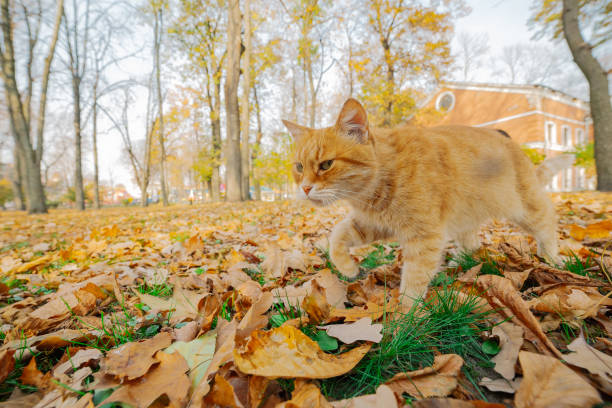 istock Beautiful ginger cat in autumn on the leaves 1200295532
