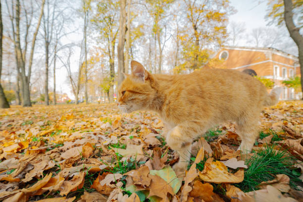 istock Beautiful ginger cat in autumn on the leaves 1200295572