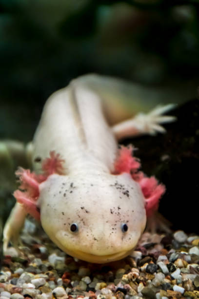 istock leucist axolotl with black eyes and pink external gills 1200297729