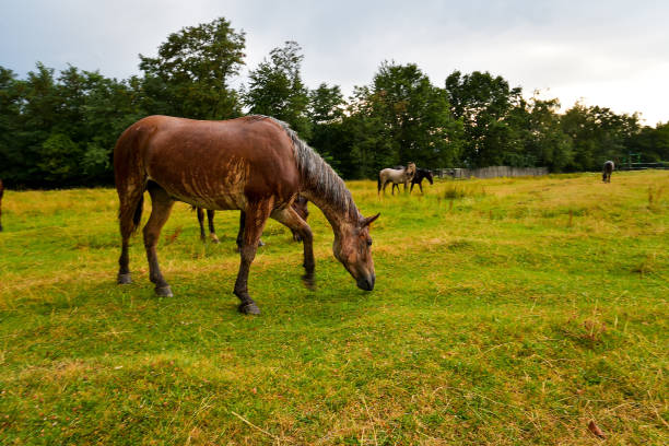 stunden auf der wiese mit grünem gras - cowboy blue meadow horizontal stock-fotos und bilder