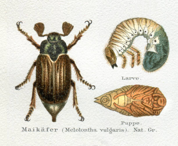 bildbanksillustrationer, clip art samt tecknat material och ikoner med juni beetle eller maybug med larv illustration - melolontha melolontha