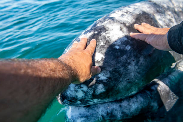 istock grey whale watching in baja california hands contact 1200299352