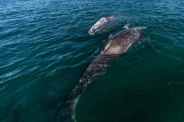istock grey whale watching in baja california 1200299363