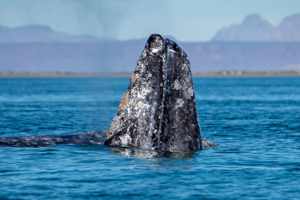istock grey whale watching in baja california 1200299419