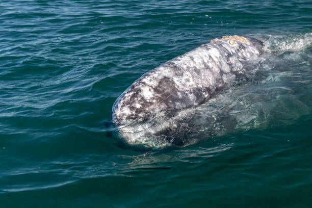 istock grey whale watching in baja california 1200299941