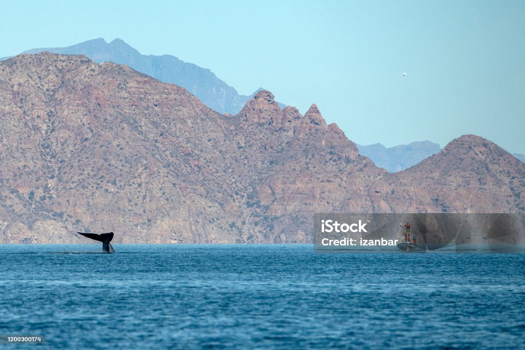 Blue Whale Watching In Baja California Stock Photo - Download Image Now