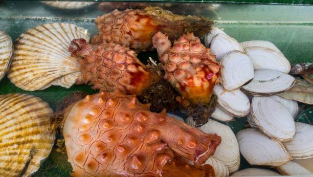 istock Fresh top shell, clams and scallops being displayed in tanks for sale 1200300522