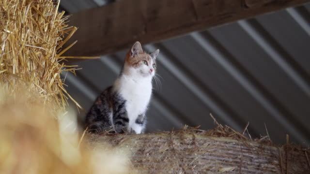 Half domesticated half wild farm cats in a hay barn.