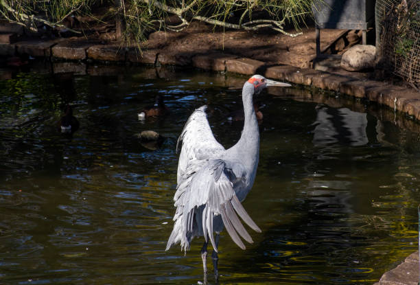 Brolga (antigone rubicunda), Sydney, Australia