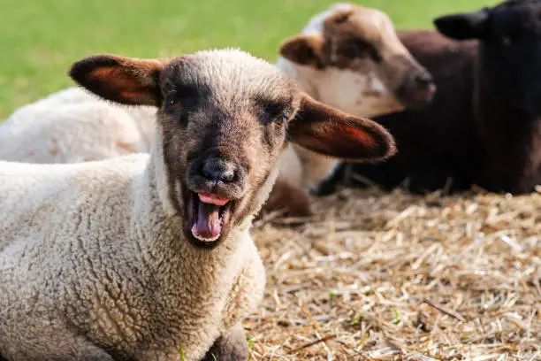 Close-up portrait of a crazy sheep, one cute little lamb with funny face looking at the camera. Two lambs sitting in blurred background. Concept of happiness, craziness, humor, free-range husbandry
