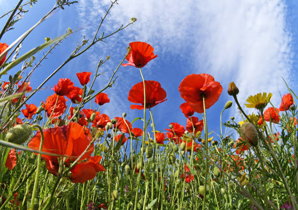 istock Red Poppies Close Up 1200305378