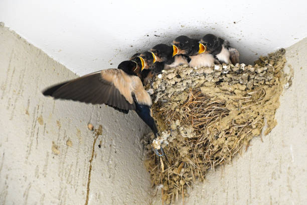 istock Swallow feeding babies in nest 1200305601