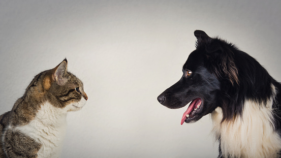 El eterno duelo entre perro y gato por el título de la mejor mascota. Rivalidad kitten vs cachorro, de pie uno delante del otro, aislado en la pared gris. Competencia de liderazgo, concepto de oposición. photo