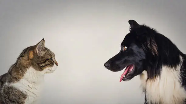 The eternal duel between dog and cat for the title of the best pet. Kitten vs puppy rivalry, standing one in front another, isolated on grey wall. Leadership competition, opposition concept.