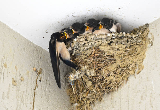 istock Swallow feeding babies in nest 1200305642