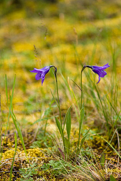 Pair of bluebells stock photo