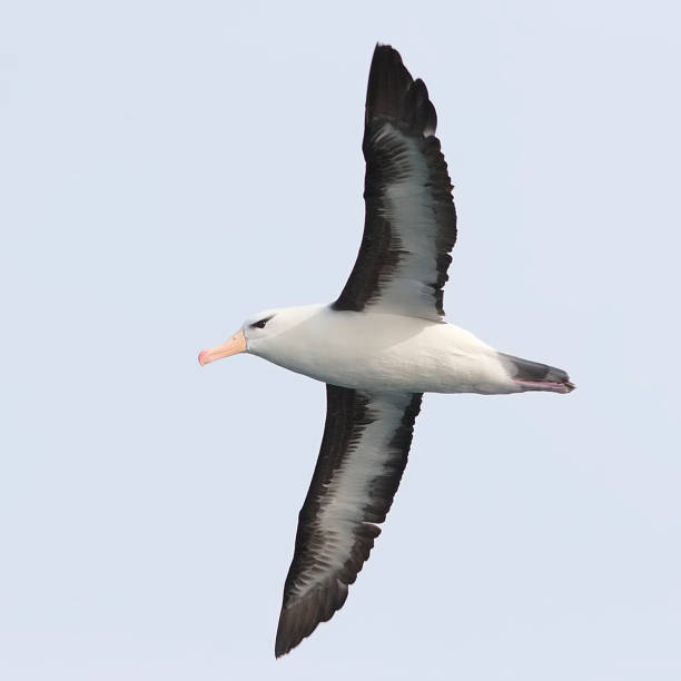 un albatro dalle sopracciglia nere adulto sull'oceano pacifico - albatross foto e immagini stock