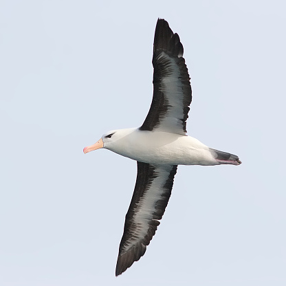 An adult Black-browed Albatross (Thalassarche melanophris) soars over the Pacific Ocean off central Chile