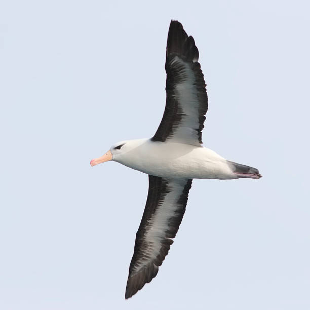 An adult Black-browed Albatross over the Pacific Ocean An adult Black-browed Albatross (Thalassarche melanophris) soars over the Pacific Ocean off central Chile albatross photos stock pictures, royalty-free photos & images