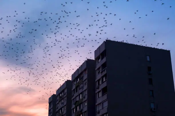 Photo of Urban Birds