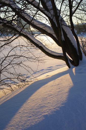 Tree on the shore of the winter lake and the long shadows