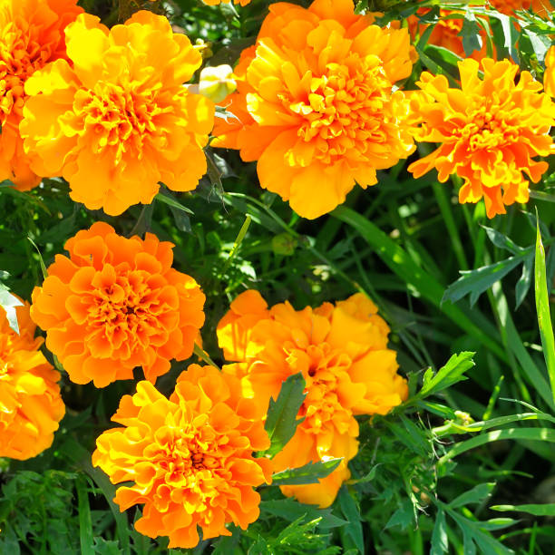 istock Yellow chrysanthemums in the summer garden. 1200312644