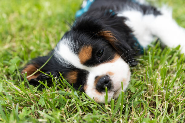istock Sweet Cavalierking puppy 1200312739