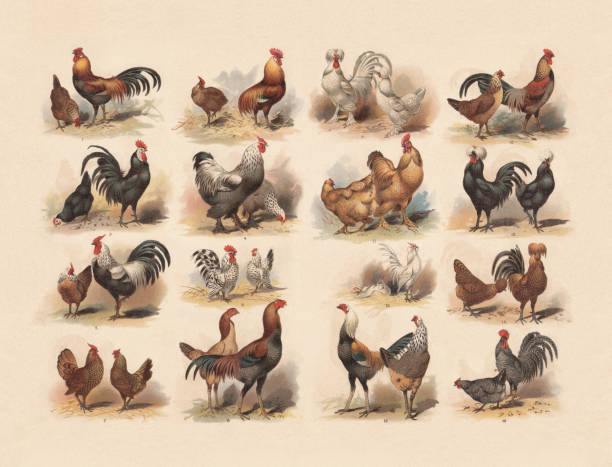 Poultry, chromolithograph, published in 1897 Poultry: 1) Red junglefowl (Gallus gallus); 2) Rumpless Game; 3) White-faced Black Spanish; 4) Brahma chicken; 5) Dorking chicken; 6) Japanese bantam; 7) Sebright chicken; 8) Malay chicken; 9) Sultan chicken; 10) Grey junglefowl (Gallus sonneratii); 11) Cochin chicken; 12) Polish chicken; 13) Brabanter; 14) Padovana chicken; 15) Old English Game; 16) German sperber. Chromolithograph, published in 1897. male red junglefowl gallus gallus stock illustrations