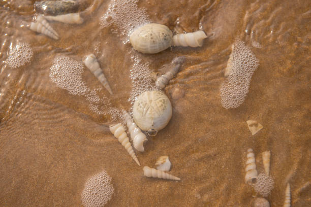 istock Heart Urchin Shells on the beach. 1200313925
